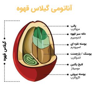 گیلاس قهوه
